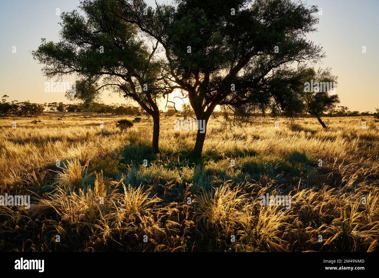 Lumière de fin d'après-midi, met en évidence l'herbe de Spear indigène couvrant le sol dans une réserve naturelle près de Mildura, Victoria, Australie. Banque D'Images