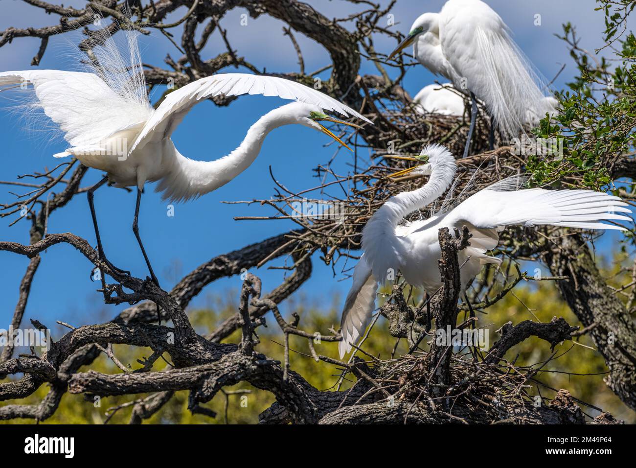 Les grands aigrettes (Ardea alba) en parison montrent une rivalité de saison d'accouplement à une rookerie sauvage d'oiseaux de passage à gué sur l'île Anastasia à St. Augustine, Floride. (ÉTATS-UNIS) Banque D'Images