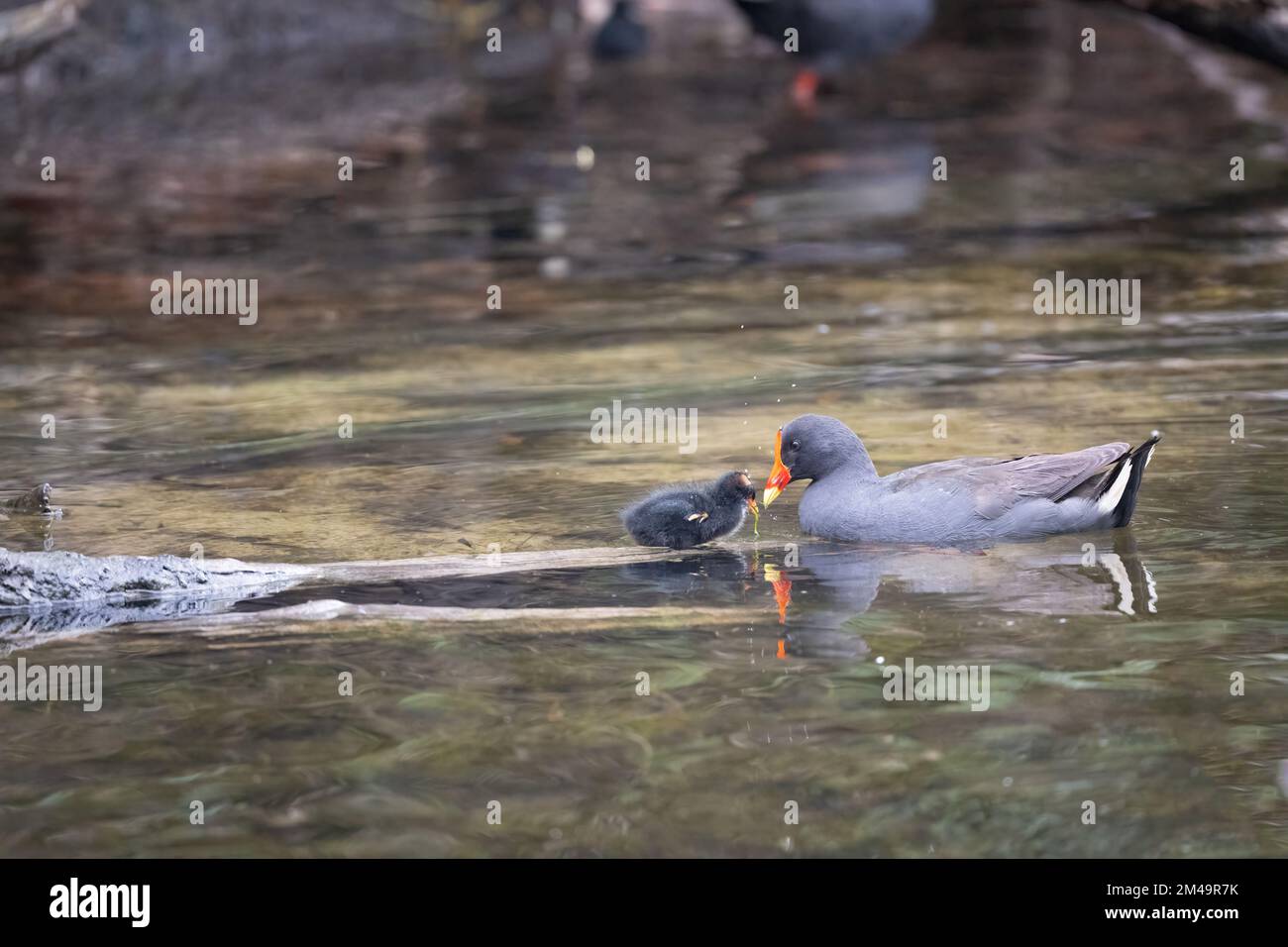 Une moorhen dusky adulte nourrit sa poussin sur une bûche dans le lac à la réserve naturelle et ornithologique de Macintosh Park à Surfers Paradise, Queensland, Australie. Banque D'Images