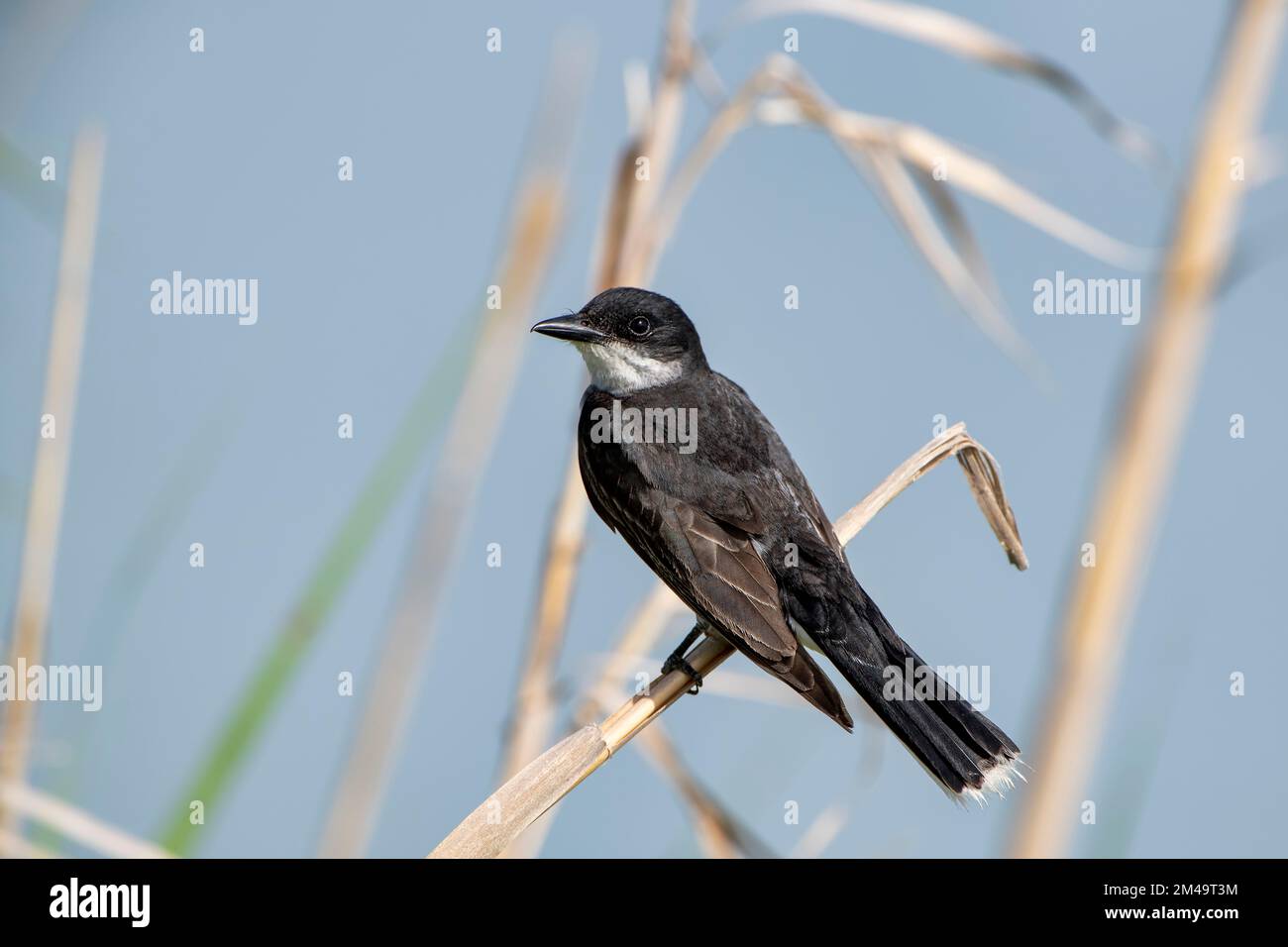 Kingbird de l'est à la réserve naturelle de Lacassine dans le sud-ouest de la Louisiane Banque D'Images