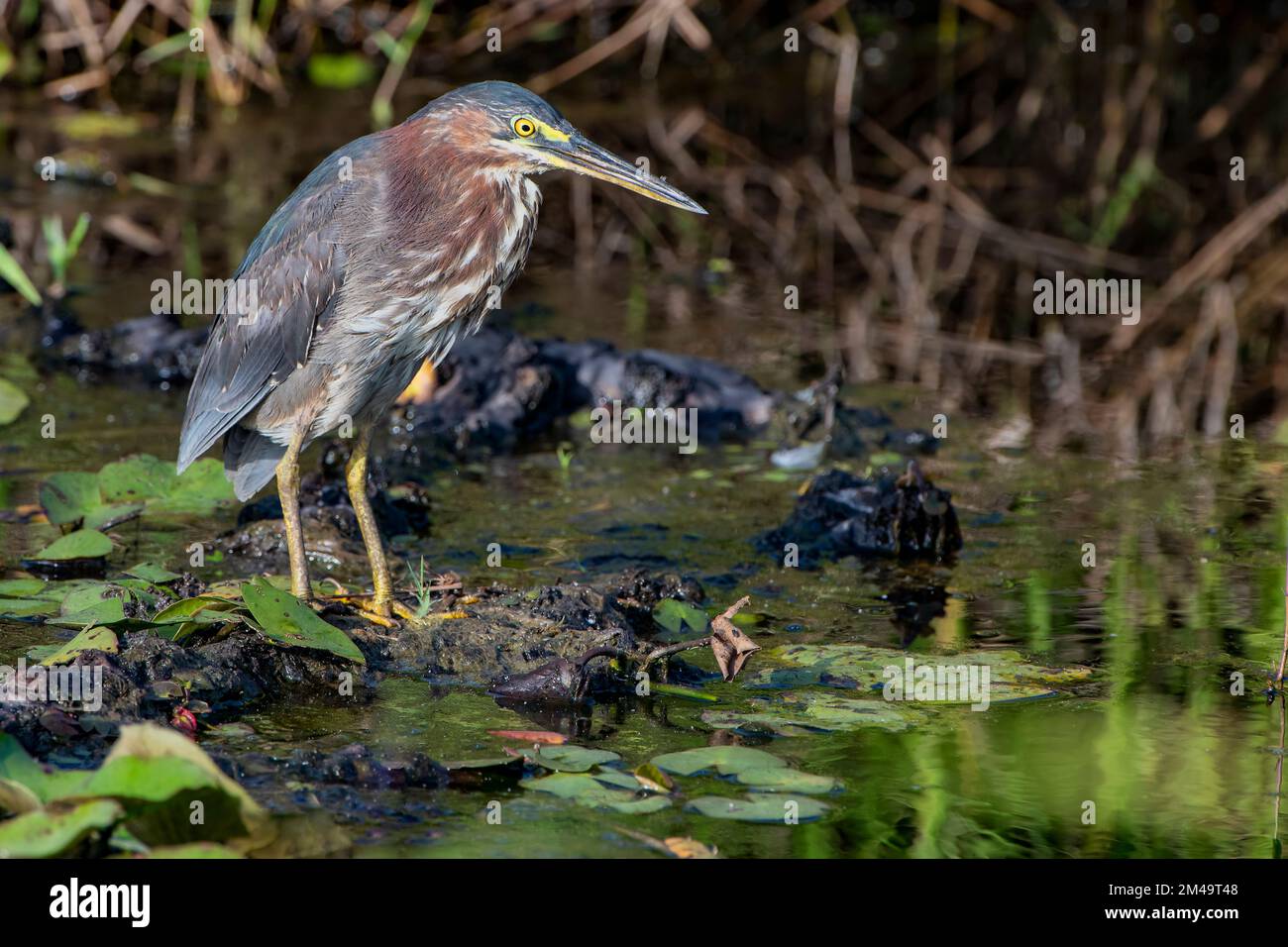 Little Green Heron à la réserve naturelle de Lacassine, dans le sud-ouest de la Louisiane Banque D'Images