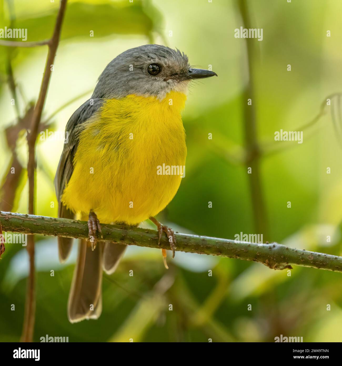 Le robin jaune de l'est (Eopsaltria australis) est un robin australasien de l'est de l'Australie côtière et sub-côtière. Banque D'Images