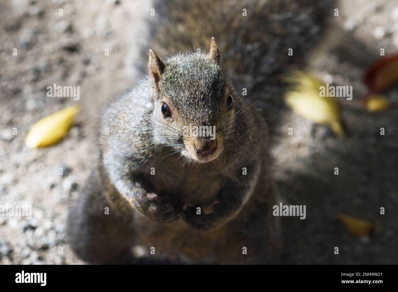 Écureuil gris de l'est (Sciurus carolinensis) debout sur deux pieds avec contact direct avec les yeux Banque D'Images