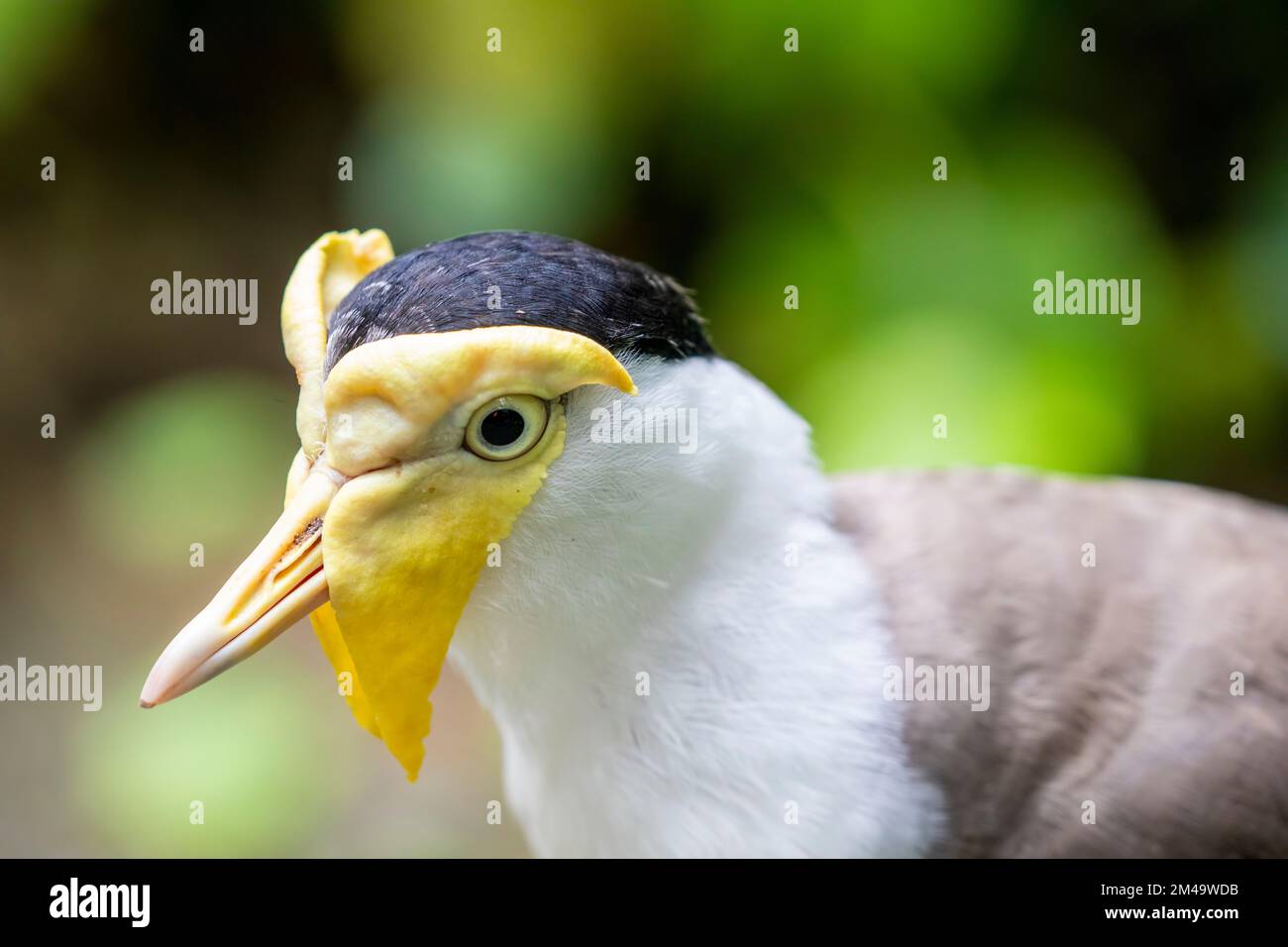 Une image de gros plan de lapwing masquée. C'est un grand oiseau, commun et ostentatoire originaire de l'Australie, en particulier les parties nord et est Banque D'Images