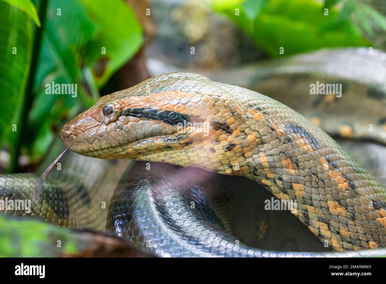 L'image de gros plan de l'anaconda verte (Eunectes murinus) . C'est une espèce de boa trouvée en Amérique du Sud. C'est le plus lourd. Banque D'Images