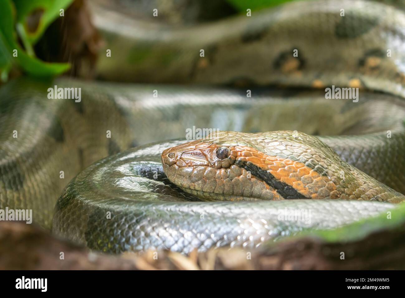 L'image de gros plan de l'anaconda verte (Eunectes murinus) . C'est une espèce de boa trouvée en Amérique du Sud. C'est le plus lourd. Banque D'Images