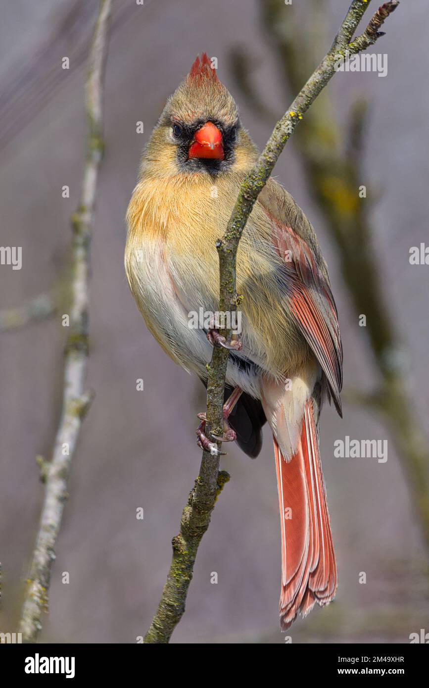 Cardinal du Nord féminin (Cardinalis cardinalis) perché sur une branche dans un portrait vertical Banque D'Images