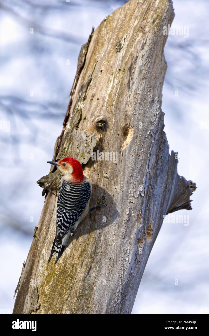 Image verticale d'un pic à ventre rouge (Melanerpes carolinus) perché sur un arbre gris et abîmé. Banque D'Images