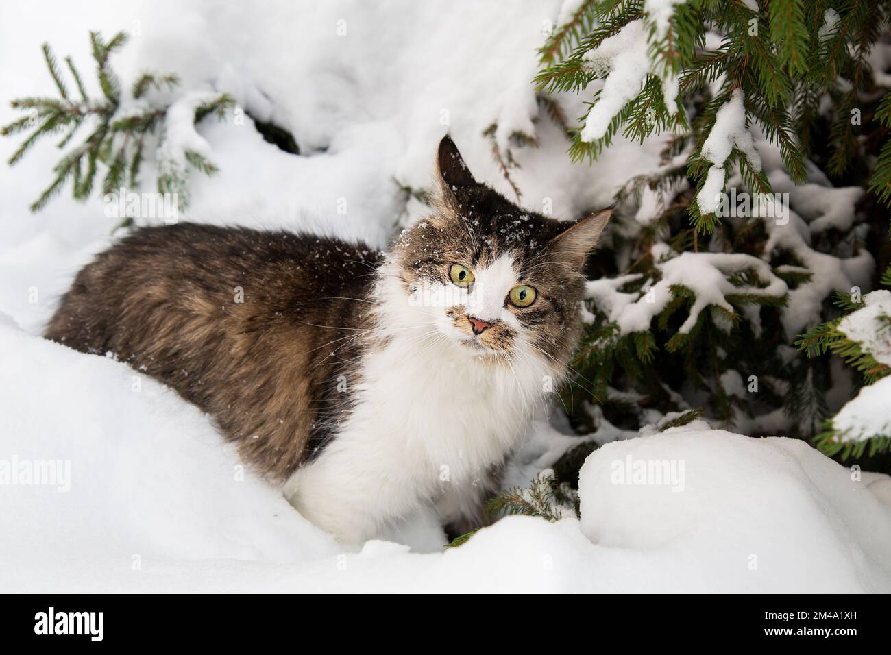 Un chat en hiver dans la neige sous un sapin. Un chat dans la forêt d'hiver. L'animal de compagnie est un beau chat dehors en hiver. Banque D'Images