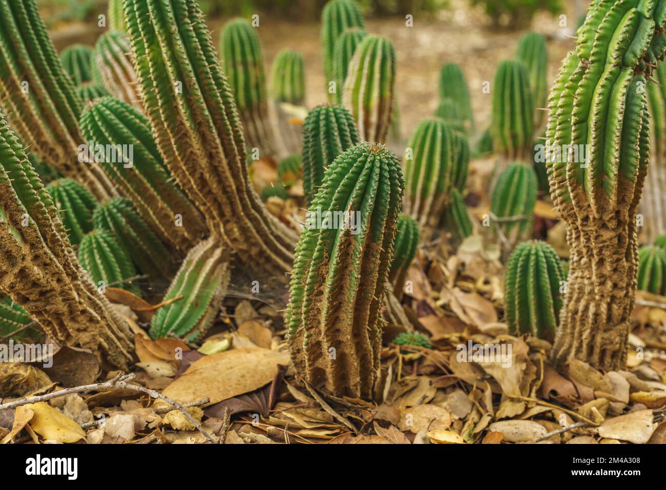 Euphorbia horrida, Afrique baril de lait gros plan dans le désert.Euphorbia horrida est une espèce de cactus originaire d'Afrique du Sud Banque D'Images