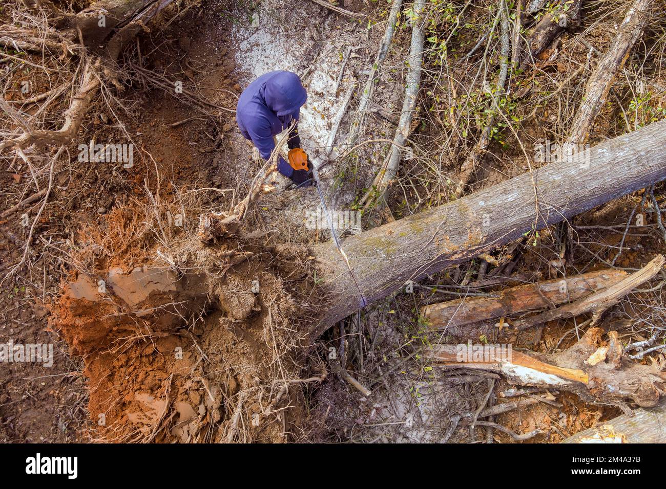 Un professionnel de l'électricité utilise une tronçonneuse pour couper un tronc d'arbre brisé après un ouragan Banque D'Images