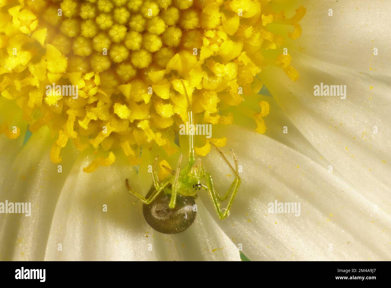 Gros plan de l'araignée en toile d'araignée verte (Theridiidae) sur Daisy, Australie méridionale Banque D'Images