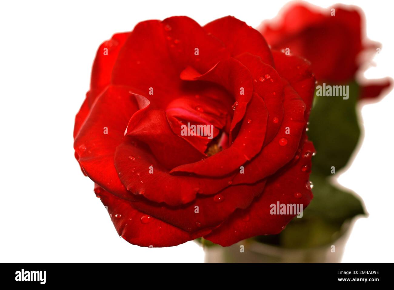 Fleur de rose rouge avec des gouttes de rosée sur ses pétales frais isolés sur fond blanc, concept de vie, joie, bonheur, anniversaire, cadeau, passion, amour, ro Banque D'Images