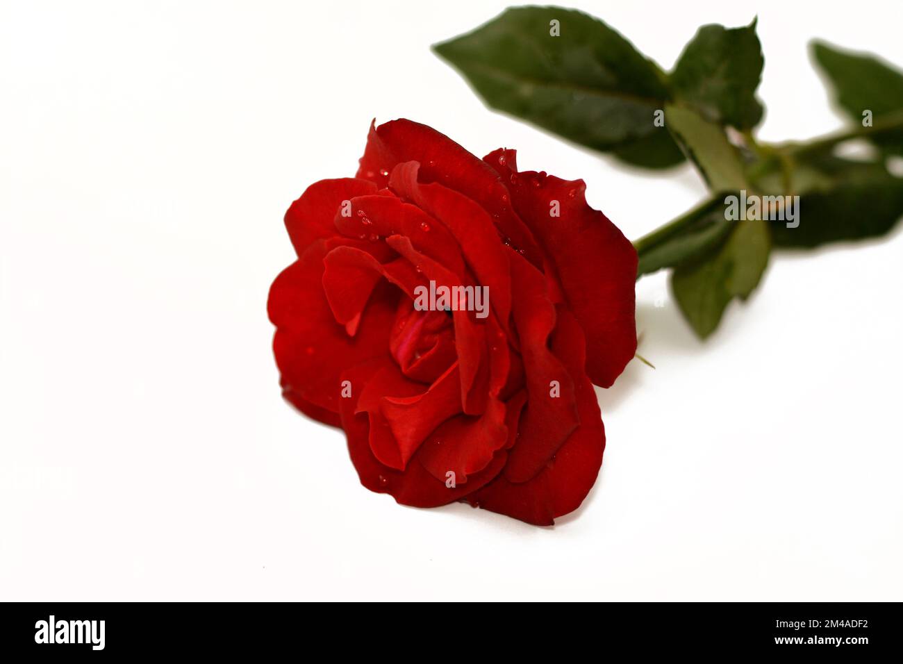 Fleur de rose rouge avec des gouttes de rosée sur ses pétales frais isolés sur fond blanc, concept de vie, joie, bonheur, anniversaire, cadeau, passion, amour, ro Banque D'Images
