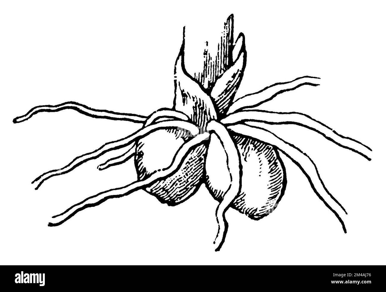 Orchidée à ailes vertes, racine, Anacamptis morio, (livre botanique, 1900), Kleines Knabenkraut, Wurzel, bouffon Orchis, racine Banque D'Images
