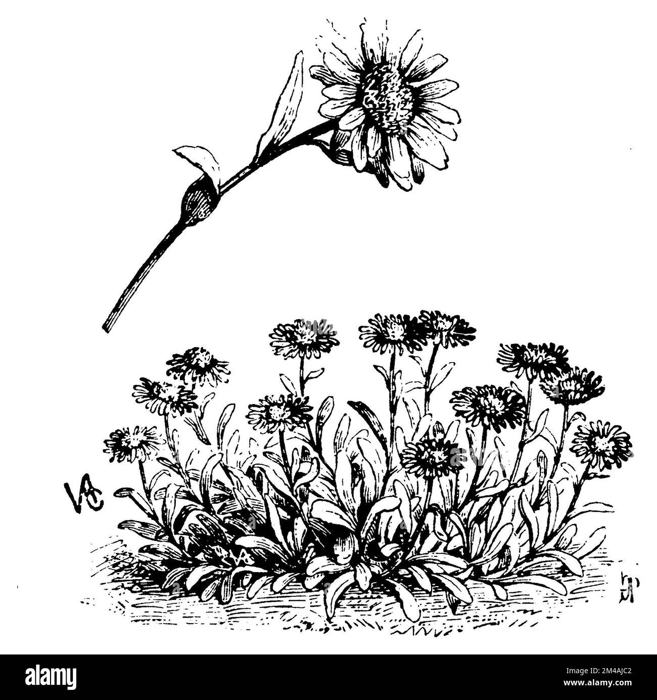 Aster alpin, Aster alpinus, (, 1911), Alpen-Aster, Aster des Alpes Banque D'Images