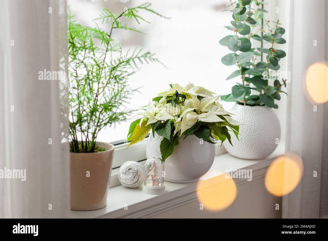 décoration blanche et confortable pour les fenêtres, concept de noël d'hiver, fleur de poinsettia, lumières Banque D'Images