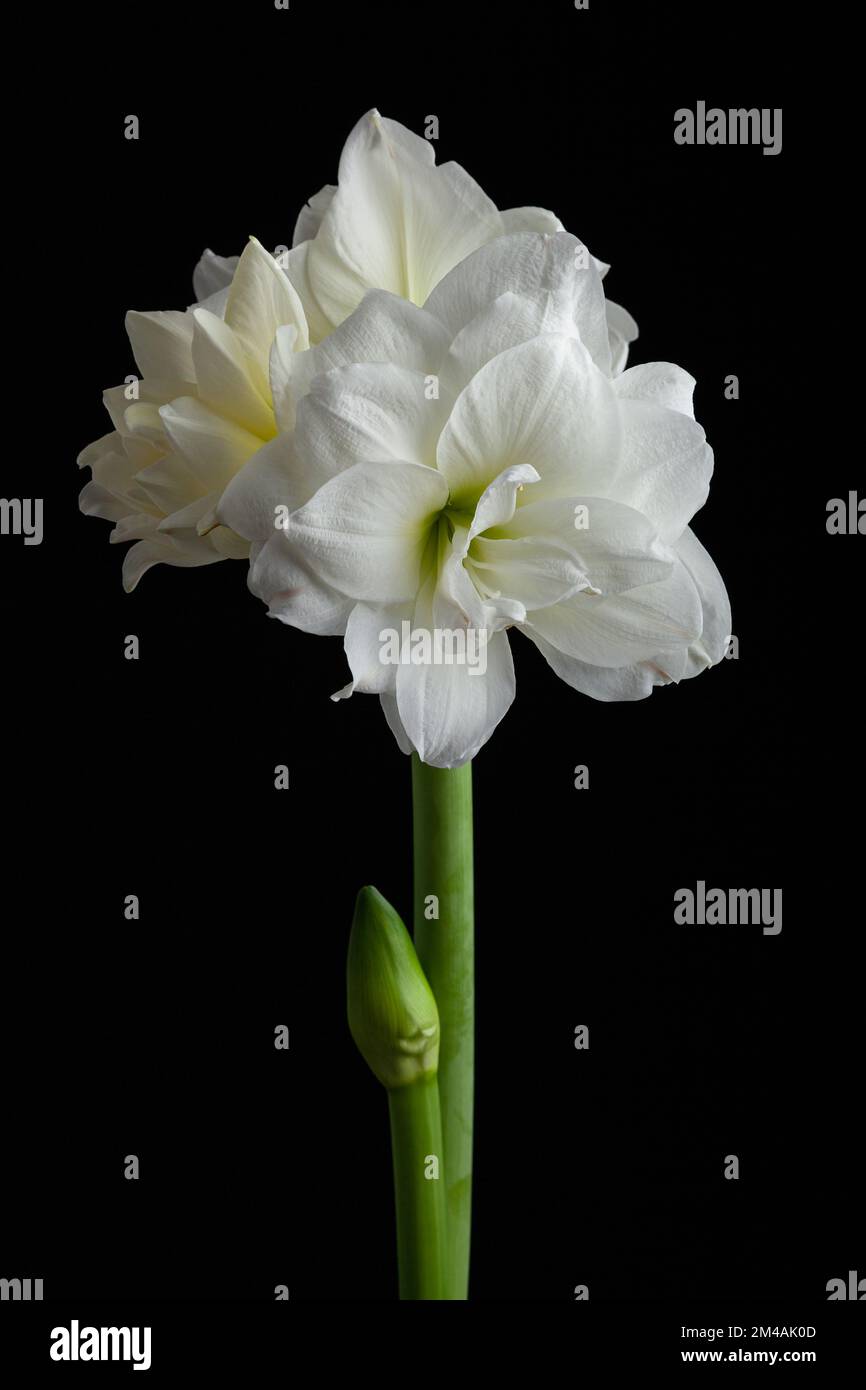 blanc hiver fleur de noël amaryllis sur fond noir Banque D'Images