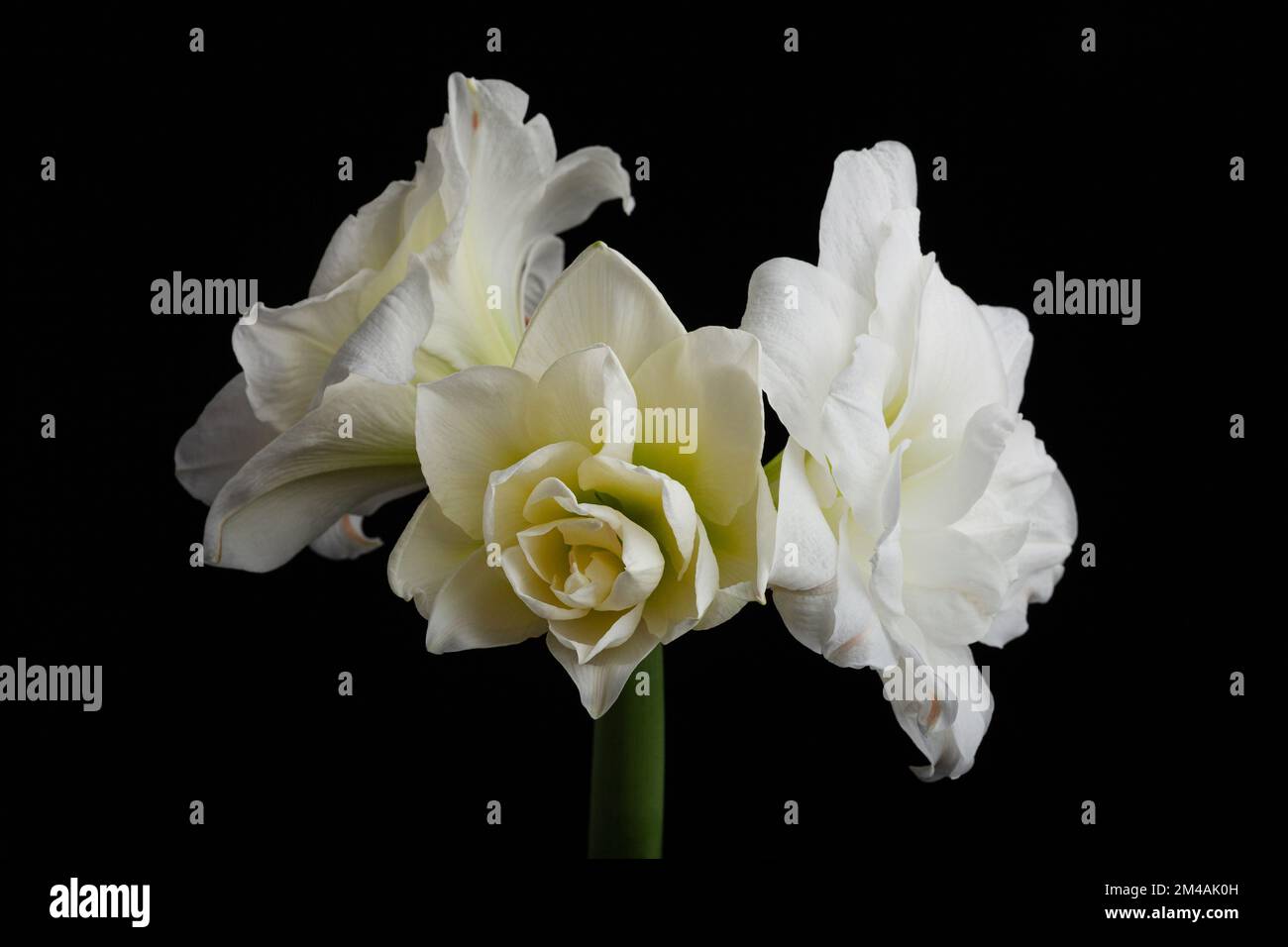 blanc hiver fleur de noël amaryllis sur fond noir Banque D'Images