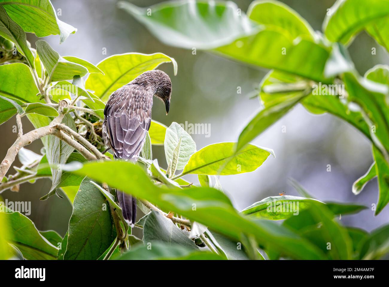 Gros plan d'un petit oiseau de wattlebird perché sur une branche dans un arbre parmi les feuilles vertes de Nouvelle-Galles du Sud, Australie, Banque D'Images