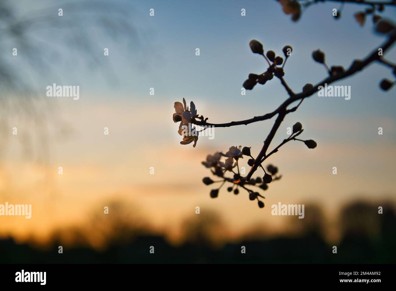 Branche avec fleur de cerisier sur arbre fruitier au coucher du soleil. Fleurir au printemps. Arrière-plan avec bokeh. Fleurs photo de la nature Banque D'Images