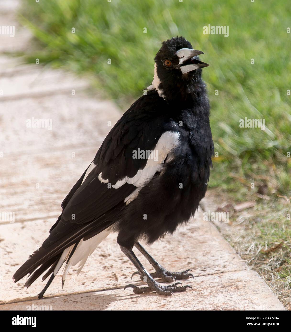Magpie australienne (caracticus tibicen) par temps chaud essayant de refroidir - plumes soufflées et bec ouvert. Sur le chemin dans le jardin du Queensland. Banque D'Images
