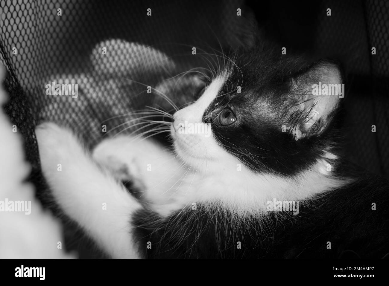 Portrait noir et blanc d'un petit chaton très jeune. Petit chat gros yeux sur une feuille de lit. Adorable petit chat au visage mignon. Mignon sho américain Banque D'Images Portrait noir et blanc d'un petit chaton très jeune. Petit chat gros yeux sur une feuille de lit. Adorable petit chat au visage mignon. Mignon sho américain Banque D'Images