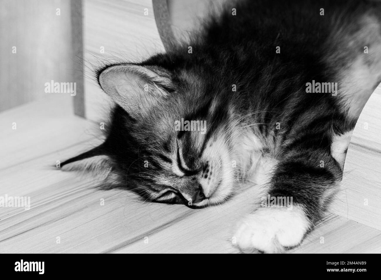 Petit mignon petit chaton mâle dormant sur son aire de jeux en bois. Bébé chat très jeune s'endormir en jouant. Beauté du sommeil. Fourrure de bébé moelleuse, proche u Banque D'Images