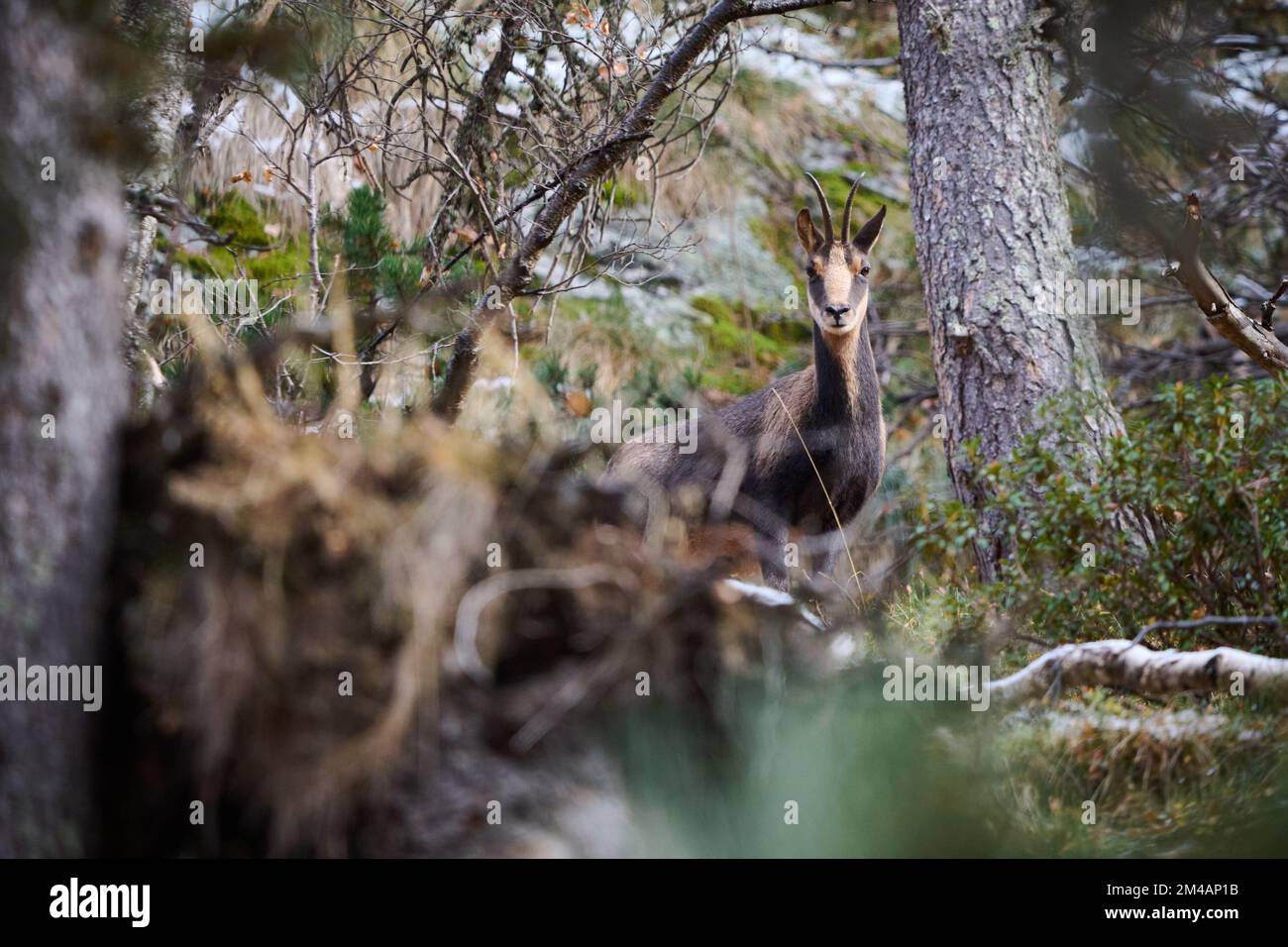 Chamois attentif regardant la caméra tout en se tenant près du tronc d'arbre dans les bois près de la pente de la montagne dans les Pyrénées, Espagne Banque D'Images