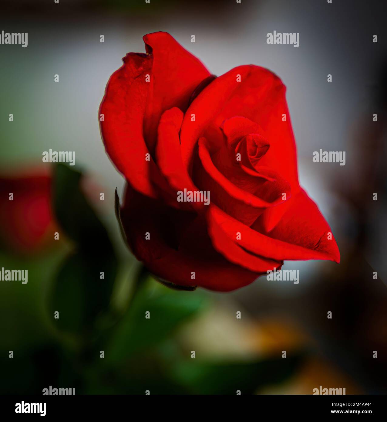 Une rose rouge photographiée comme il pointe à 45 degrés pour chercher dehors la lumière du soleil. Banque D'Images