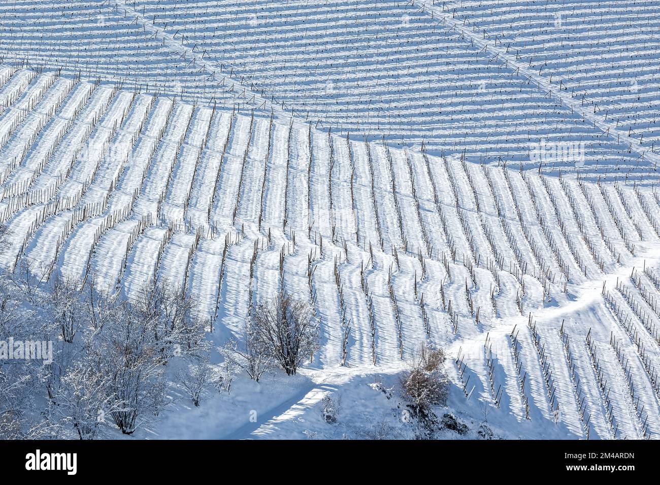 Vue depuis le haut des vignobles sur la colline couverte de neige blanche dans le Piémont, dans le nord de l'Italie. Banque D'Images