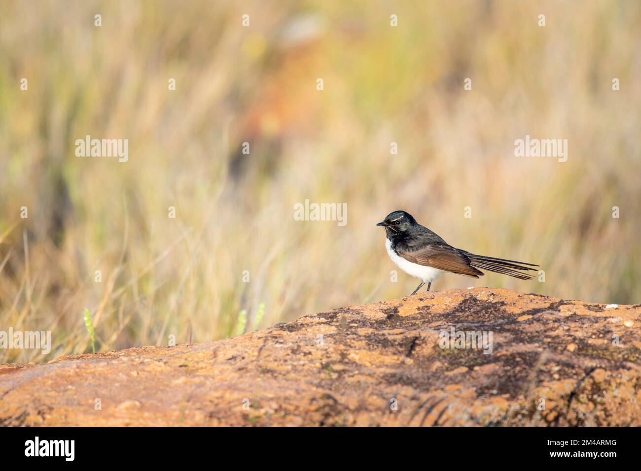 Un oiseau australien natif connu sous le nom de willy Wagtail (rhipidura leucophrys) à la recherche d'insectes dans de longues herbes indigènes à proximité Banque D'Images