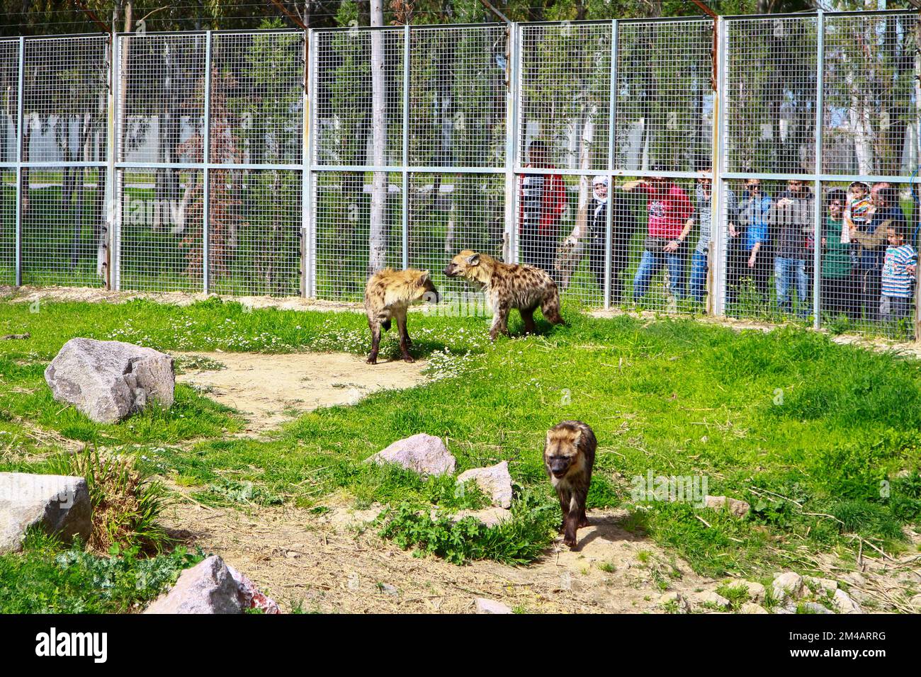 İzmir, Turquie - Mars 31 2013 : visiteurs regardant des hyènes au zoo Banque D'Images