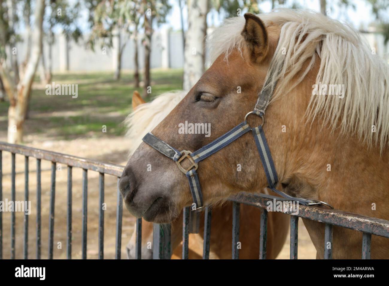 Petits chevaux derrière la clôture, poney brun dans le zoo, clôture de fer. Banque D'Images