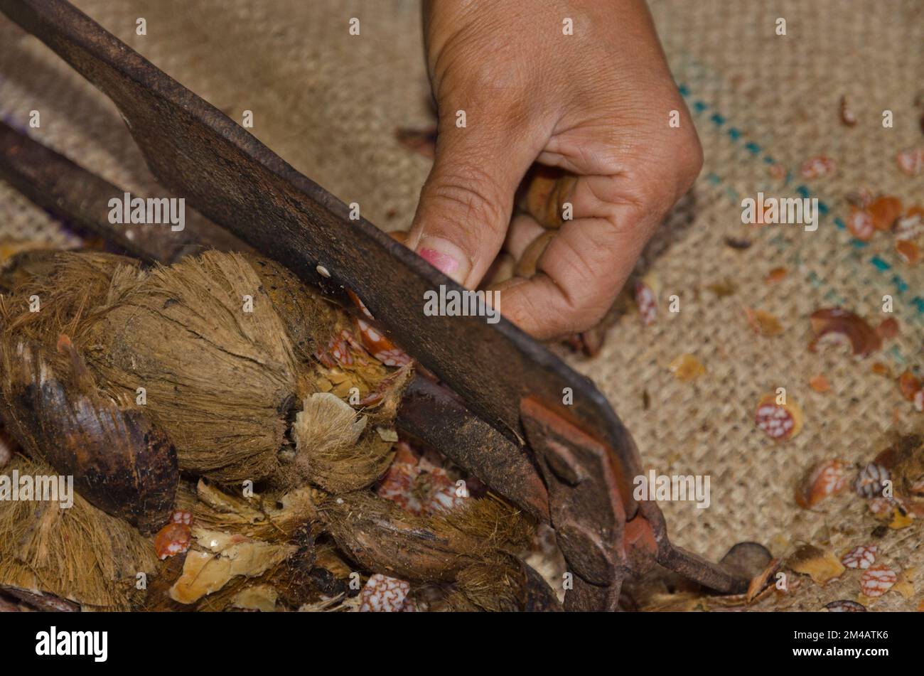 La coupe de la noix de bételoque fait une petite vie pour quelques Adi Gallo-gens, vivant le long de la rue près de la confluence des rivières Siang et Yomgo Banque D'Images