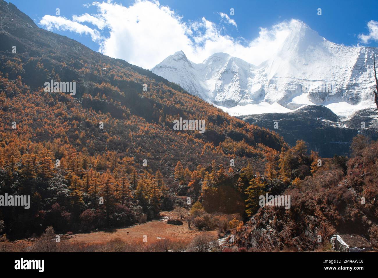 Pâturage et montagne dans la réserve naturelle de Yading Banque D'Images