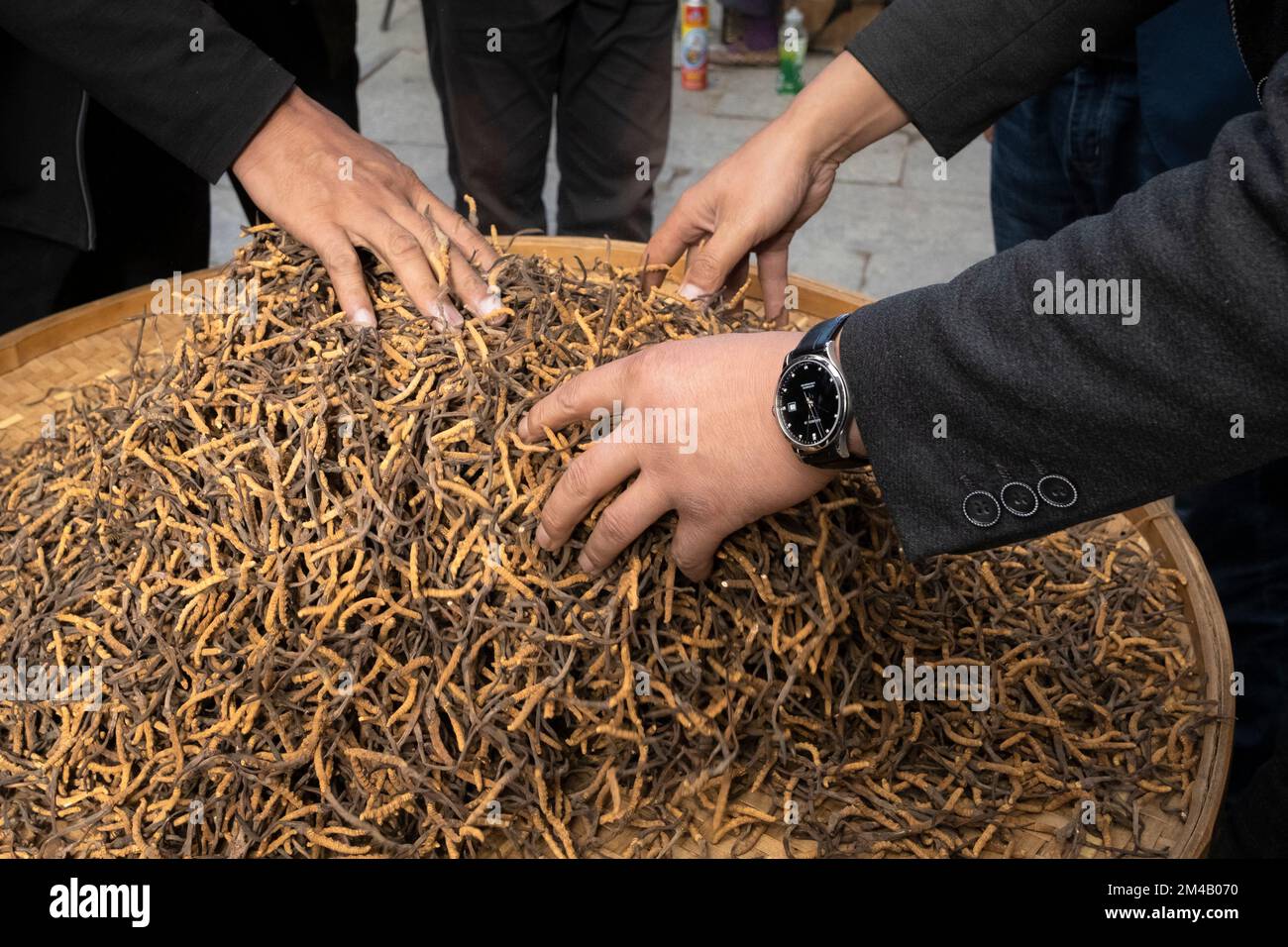 Sélection du champignon de la chenille ou Yartsa Gunbu (Ophiocordyceps sinensis) pour la vente. Lhassa. Région autonome du Tibet. Chine. Banque D'Images