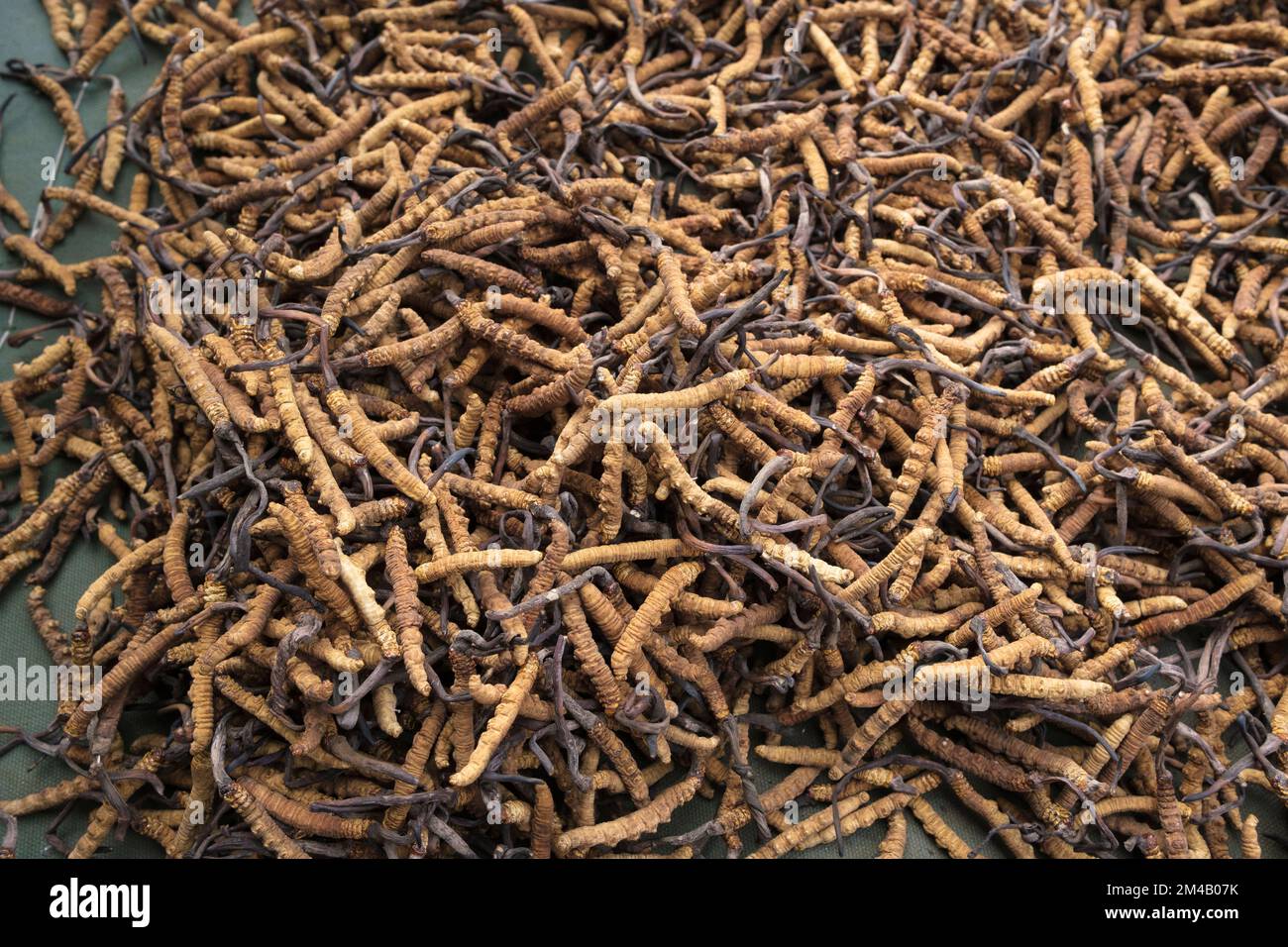 Espèce de champignon de Caterpillar ou Yartsa Gunbu (Ophiocordyceps sinensis) à vendre. Lhassa. Région autonome du Tibet. Chine. Banque D'Images