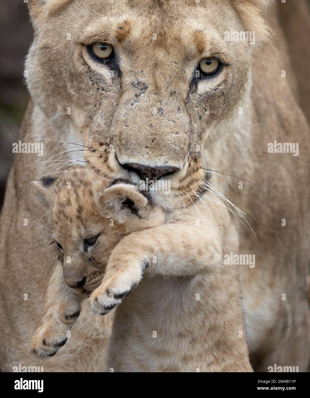 Mère lion porte son cub dans sa bouche à un endroit de cachette sûr, la stare intense, gros plan, Masai Mara, Olare Motorogi Conservancy, Kenya. Banque D'Images