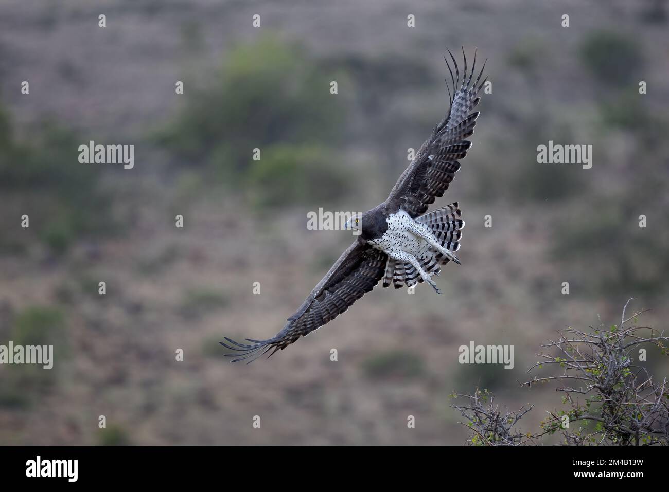 Martial Eagle, l'aigle le plus grand et le plus fort d'Afrique en vol, Masai Mara, Olare Motorogi Conservancy, Kenya. Banque D'Images