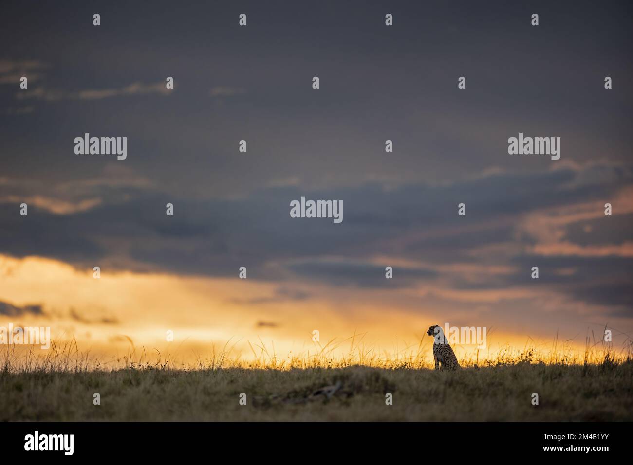 Cheetah au coucher du soleil, assis debout dans l'herbe de la Mara Masai, grande humeur nuageuse, Masai Mara, Olare Motorogi Conservancy, Kenya. Banque D'Images