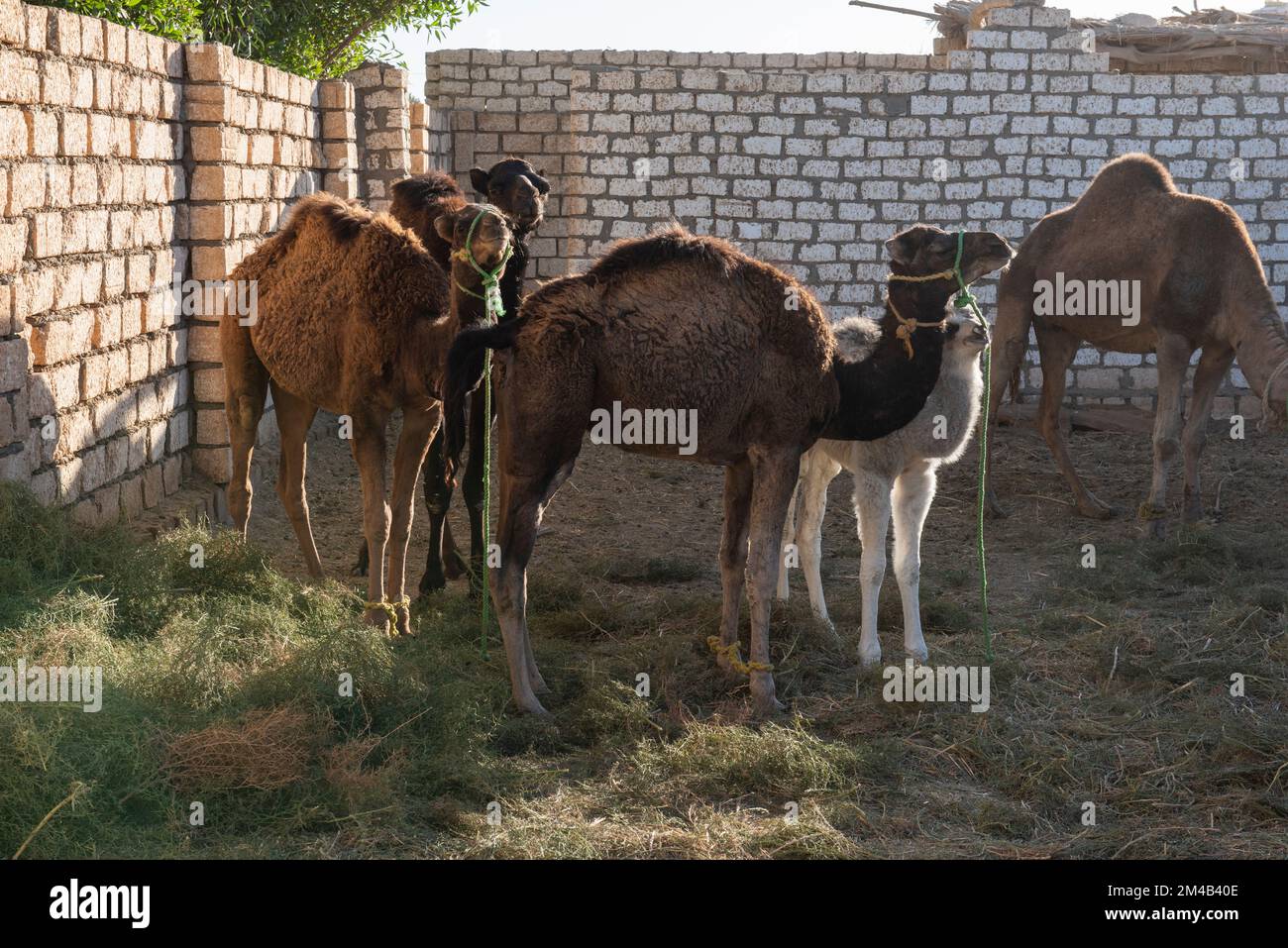 Troupeau de jeunes chameaux dromadaires camelus dromadarius à la ferme d'élevage d'egyptien africain en plume Banque D'Images