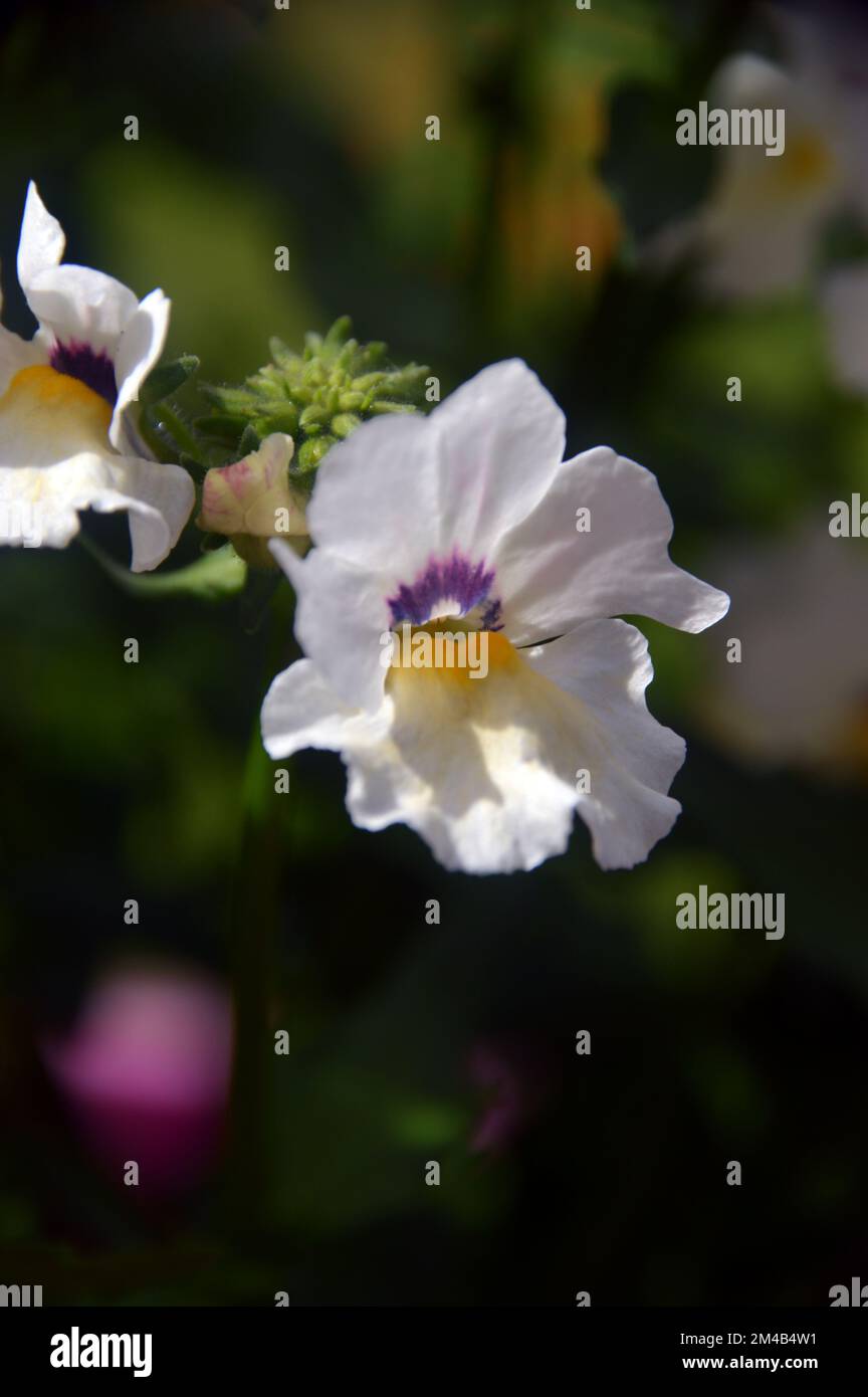 Blanc/jaune Nemesia 'Lyric White' fleurs cultivées dans une frontière dans un jardin anglais de campagne, Lancashire, Angleterre, Royaume-Uni. Banque D'Images Blanc/jaune Nemesia 'Lyric White' fleurs cultivées dans une frontière dans un jardin anglais de campagne, Lancashire, Angleterre, Royaume-Uni. Banque D'Images