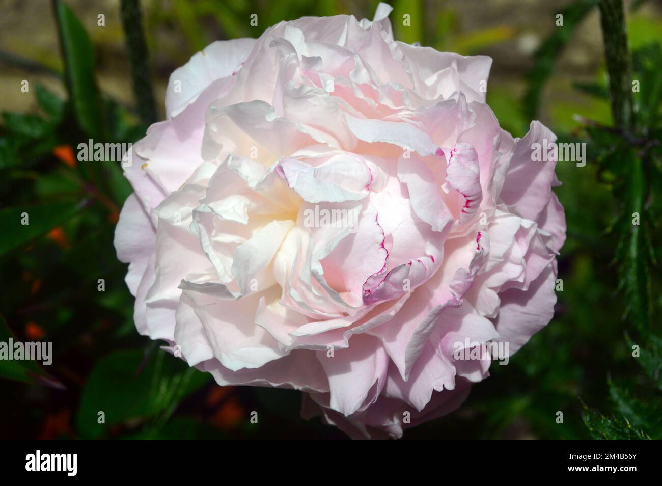 Unique Grande fleur blanche/rose Paeonia lactiflora 'Temple de Shirley' (pivoine) cultivée dans une frontière dans un jardin anglais de pays, Lancashire, Angleterre, Royaume-Uni. Banque D'Images