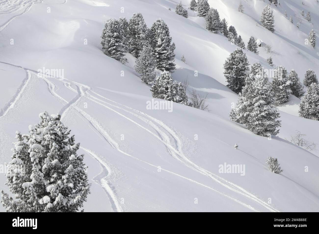 Ski hors piste à Mayrhofen, Autriche. Station de ski dans la région du Tyrol. Neige fraîche. Banque D'Images