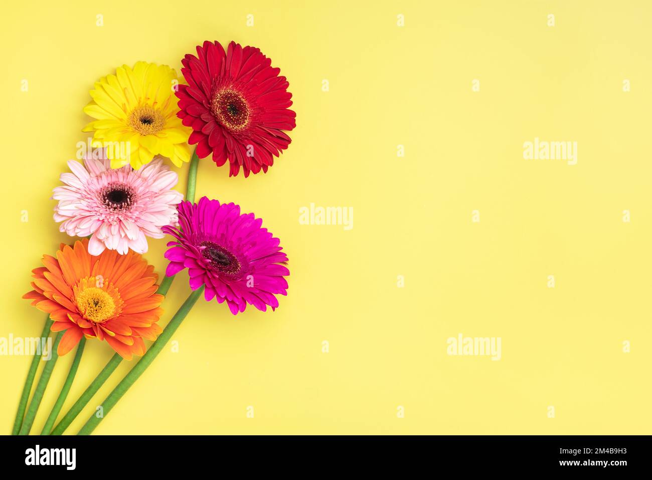 Bouquet de gerberas sur fond jaune vue du dessus plat Lay carte de vœux Happy Moter's day, 8 March, Valentine's Day, Easter concept Copy spac Banque D'Images