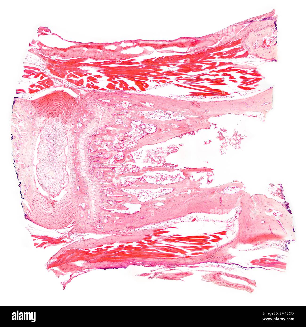 Tendon, section, micrographe léger 20X. Morceau de tendon, coloré à l'hématoxyline et à l'éosine, sous le microscope. Banque D'Images