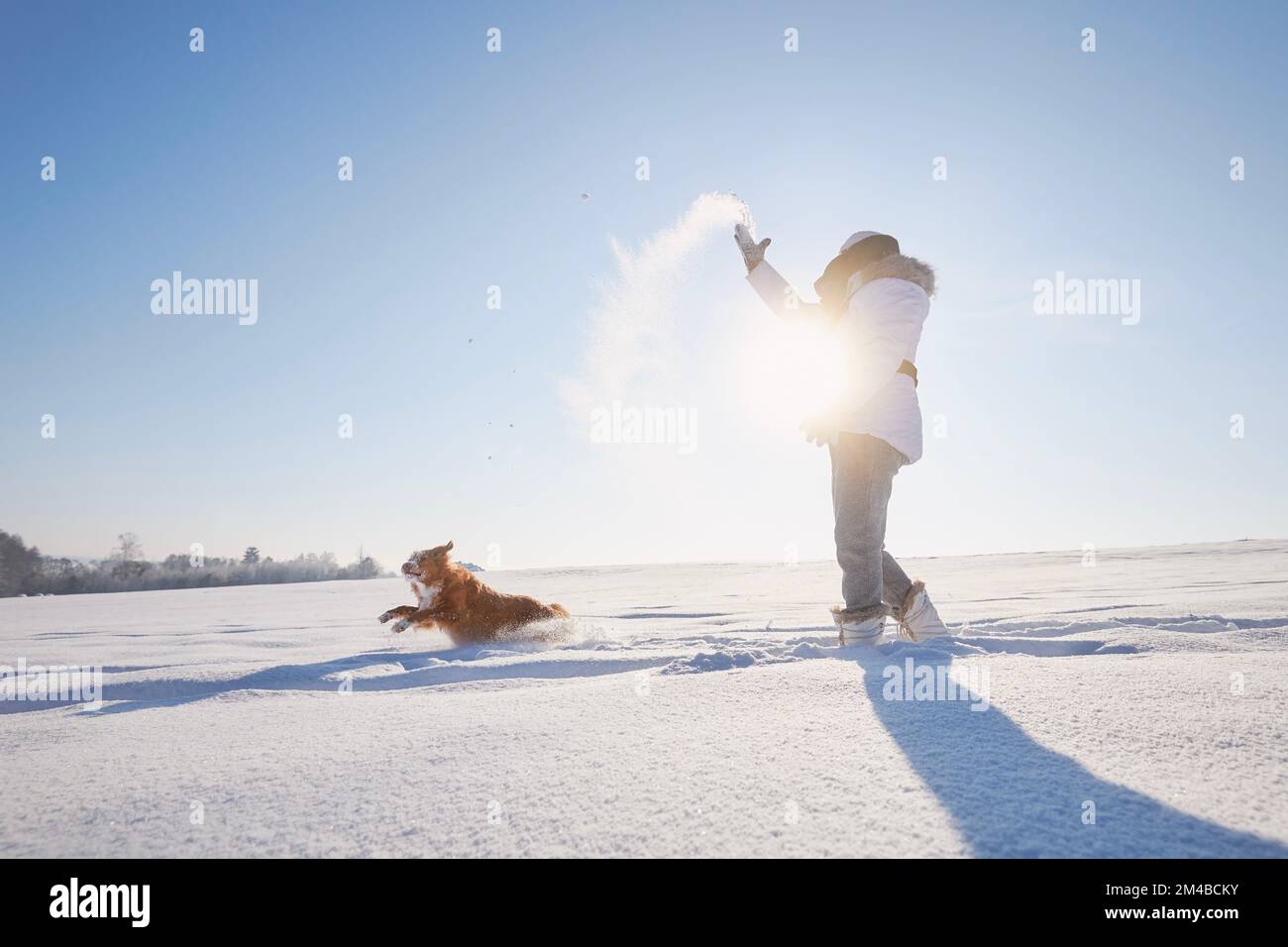 Femme jouant avec le chien pendant la marche dans un paysage enneigé. Le propriétaire d'un animal de compagnie jette de la neige avec son chien de chasse de la Nouvelle-Écosse. Banque D'Images