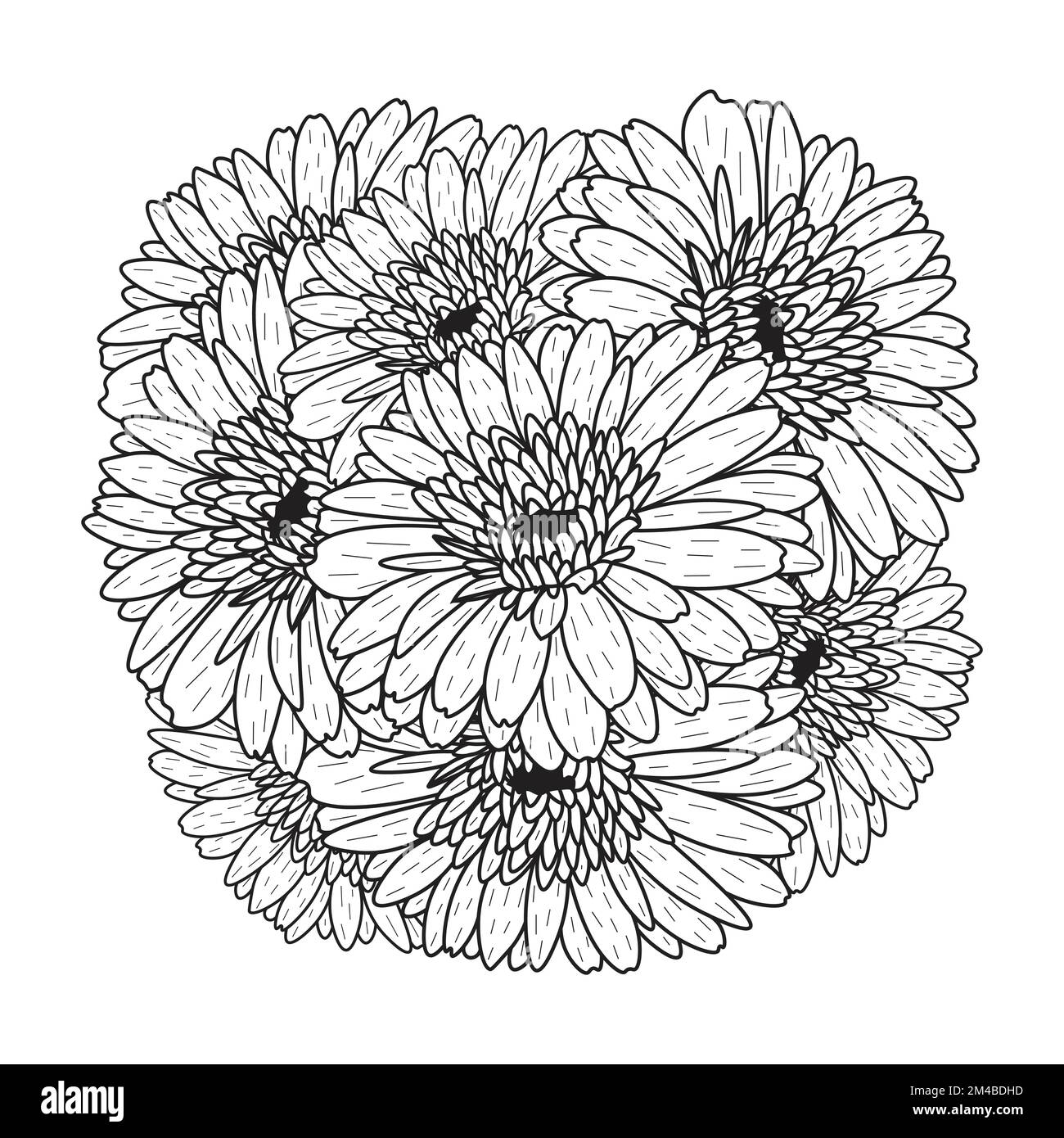 belles fleurs de gerbera marguerite coloriage page dessin détaillé en vecteur graphique de l'art de ligne Illustration de Vecteur
