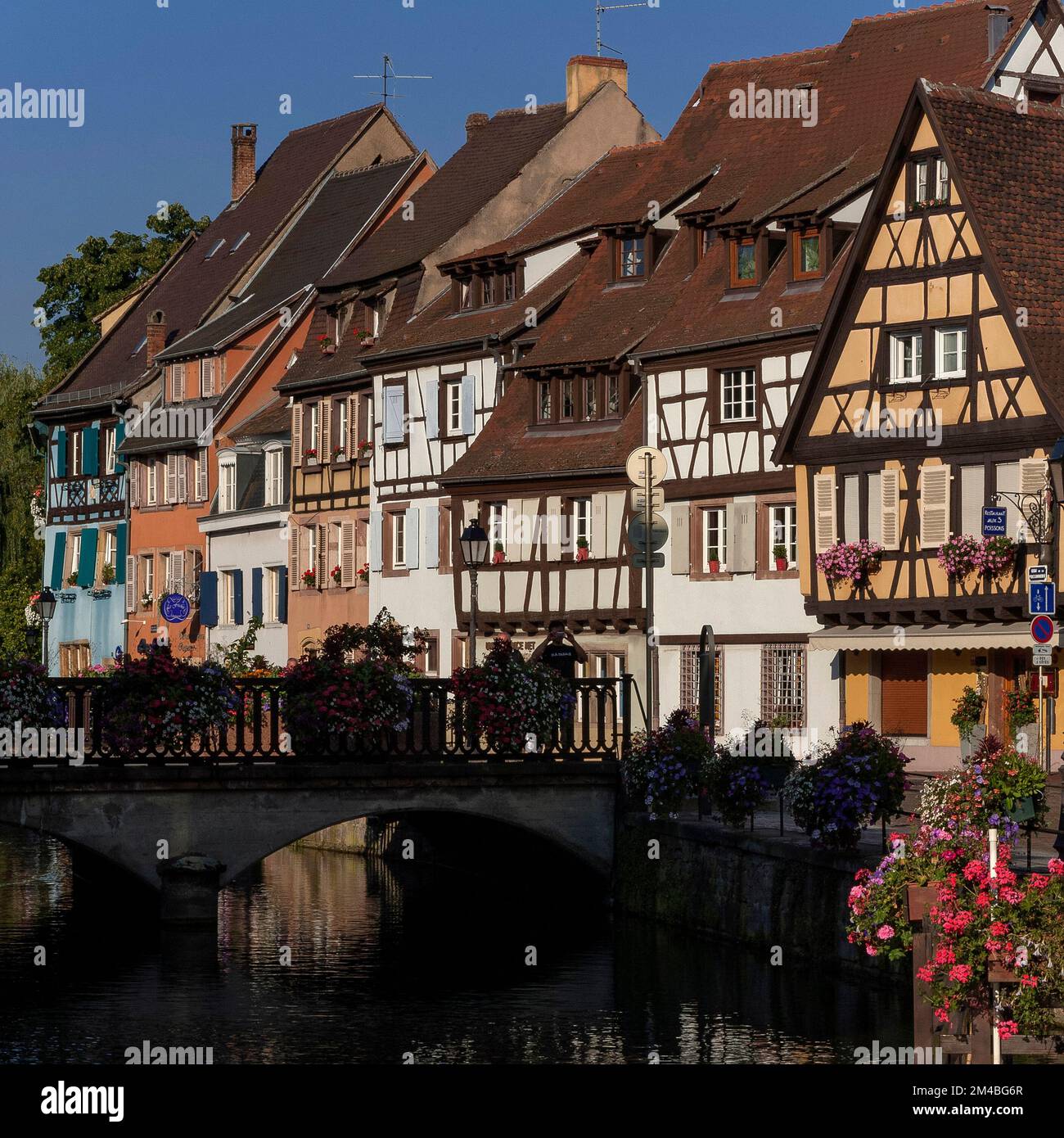 Les fleurs ajoutent d'autres touches de couleur à l'historique Quai de la Poissonnerie ou à Fishmonger's Wharf, qui fait partie du pittoresque quartier de la petite Venise de Colmar en Alsace, Grand est, France, où les styles de charpente en bois s'inspirent des traditions françaises et allemandes. Banque D'Images